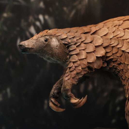 New Year Pangolin